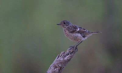 european stonechat on the trunk	