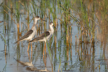 black-winged stilt in rice field in the ebro delta	