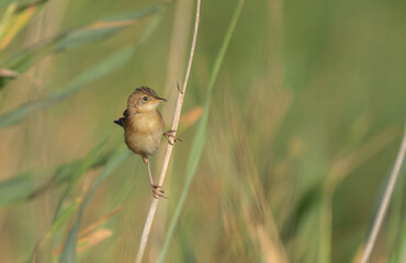 Zitting Cisticola on the branch	