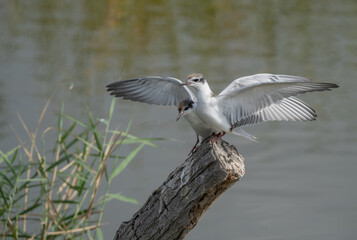 couple of young whiskered terns on a branch in the pond	
