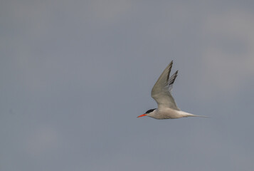 Common Tern over the mediterranean sea	