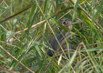 Western Swamphen baby hidden in the marsh	