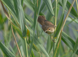 Common Reed Warbler among the reeds	