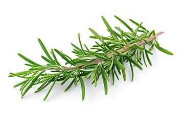 Fototapeta premium Rosemary twig isolated on white background