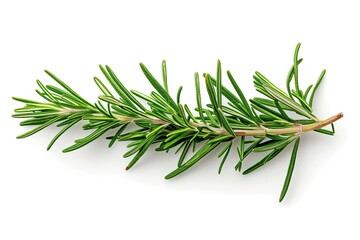 Fototapeta premium Rosemary twig isolated on white background