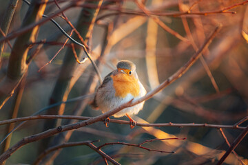 Robin redbreast ( Erithacus rubecula) bird a British European garden songbird with a red or orange breast often found on Christmas cards