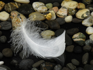 White swan feather  lies on the water with  sea black pebbles White swan feather on the water with...