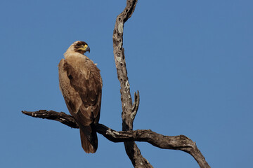 Wahlbergsadler - seltene hellbraune Variante / Wahlberg's  eagle - rare light-browed variant /...