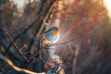 Robin redbreast ( Erithacus rubecula) bird a British European garden songbird with a red or orange breast often found on Christmas cards