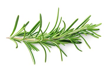 Fototapeta premium Rosemary twig isolated on white background