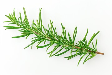 Rosemary twig isolated on white background