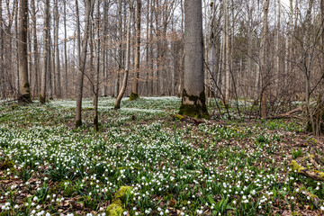 Lovely white and wild Snowflake Leucojum vernum Flowers in a german forest.
