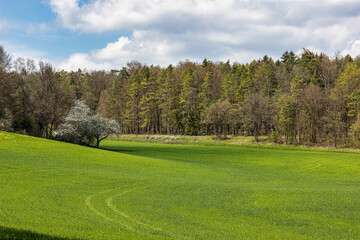 Cherry blossom on the hills around Pretzfeld, Germany in Franconian Switzerland