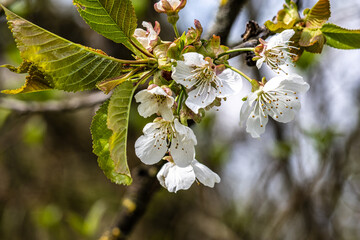 Cherry blossom on the hills around Pretzfeld, Germany in Franconian Switzerland