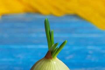 Growing green onions at home. Ecological product