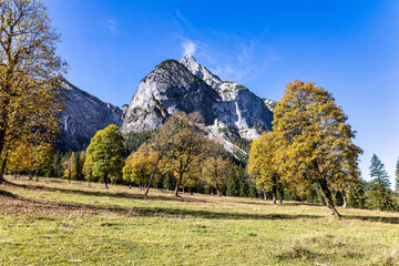 maple trees at Ahornboden, Karwendel mountains, Tyrol, Austria