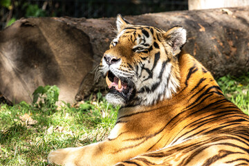 The Siberian tiger,Panthera tigris altaica in a park