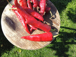 red hot pepper. . 4k video. Hand holding a handful of freshly harvested red hot peppers. Chili cook...