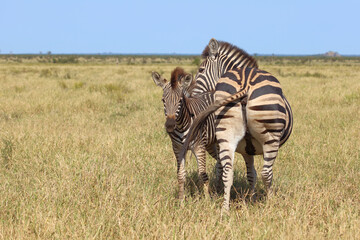 Steppenzebra / Burchell's zebra / Equus quagga burchellii.