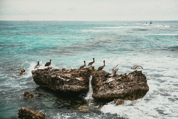 seagulls on the rocks