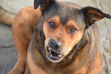 Stray mongrel dogs