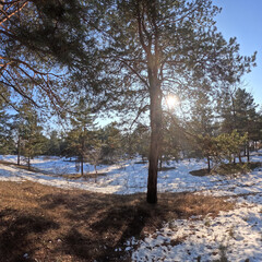 spring thaw. snow melts in the forest. shadows on the snow. first spring grass and snow. sun and forest. walk through the pines. tall pines. tree shadows. sun on earth.