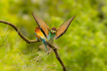 bee eater beautiful colorful bird