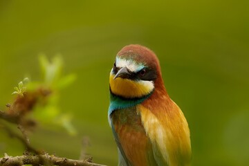 bee eater beautiful colorful bird