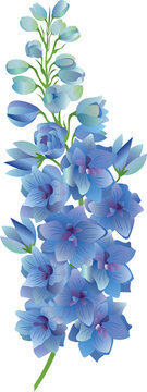 Delphinium vector stock illustration. Larkspur blooming flowers. Blue winter peony buds. Isolated on white background. 