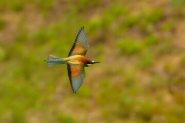 Bee eater  in fast flight