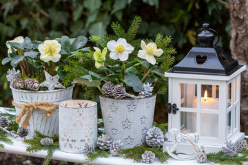 Weihnachts-Arrangement mit Christrosen in Töpfen und Laterne im Garten