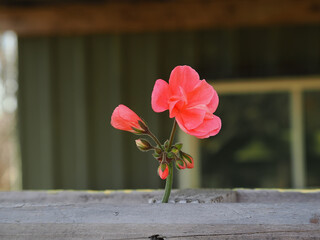 A small pink flower.