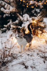 a cat in a winter snowy forest near a Christmas tree that glows with lights