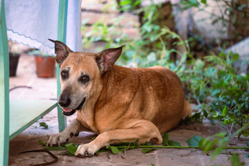 portrait of a dog in a backyard