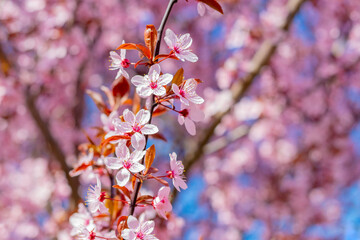 Sakura blossoms. Pink sakura flowers on a tree in pink tones