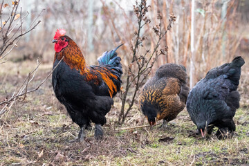 Rooster and chickens are grazing in the garden in early spring