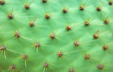 Close up photo of Opuntia galapageia pad with spines, selective focus, abstract nature background.