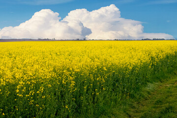 Rapeseed field with yellow flowers and blue sky with white curly clouds