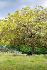 Vache qui fait la sieste &agrave; l'ombre d'un arbre