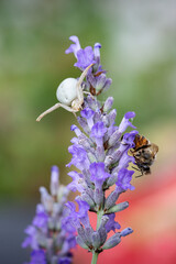 Araignée crabe à l'affût en gros plan