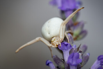 Araignée crabe à l'affût en gros plan