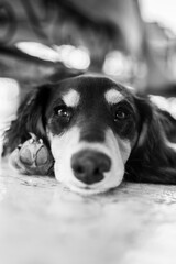 Portrait d'un cocker en noir et blanc