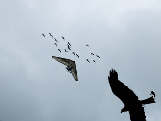 Deltaplane qui vole avec des oies