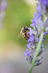 Abeille posée sur une fleur de lavande