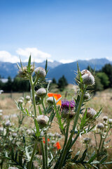 Fleurs de chardon dans les pr&eacute;s
