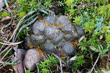 Cheilymenia stercorea, apothecial fungus growing on moose dung in Finland, no common English name