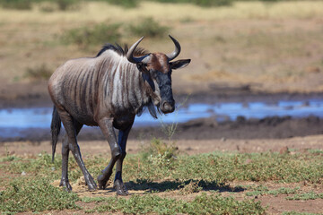 Streifengnu / Blue wildebeest / Connochaetes taurinus