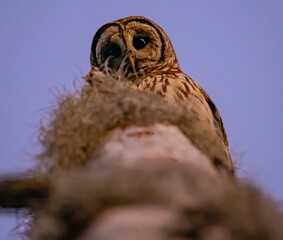 barred owls mating