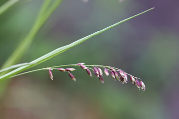 Mountain melick, Melica nutans, wild plant from Finland