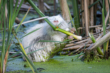 White young nutria. White nutria holds green phragmites and eats towards the camera lens in the...